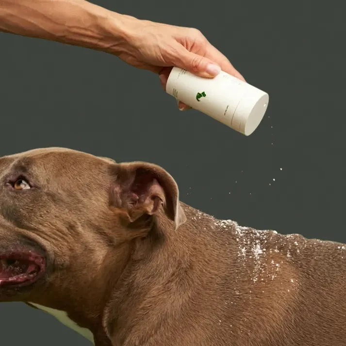 dry shampoo