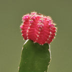 cactus flower