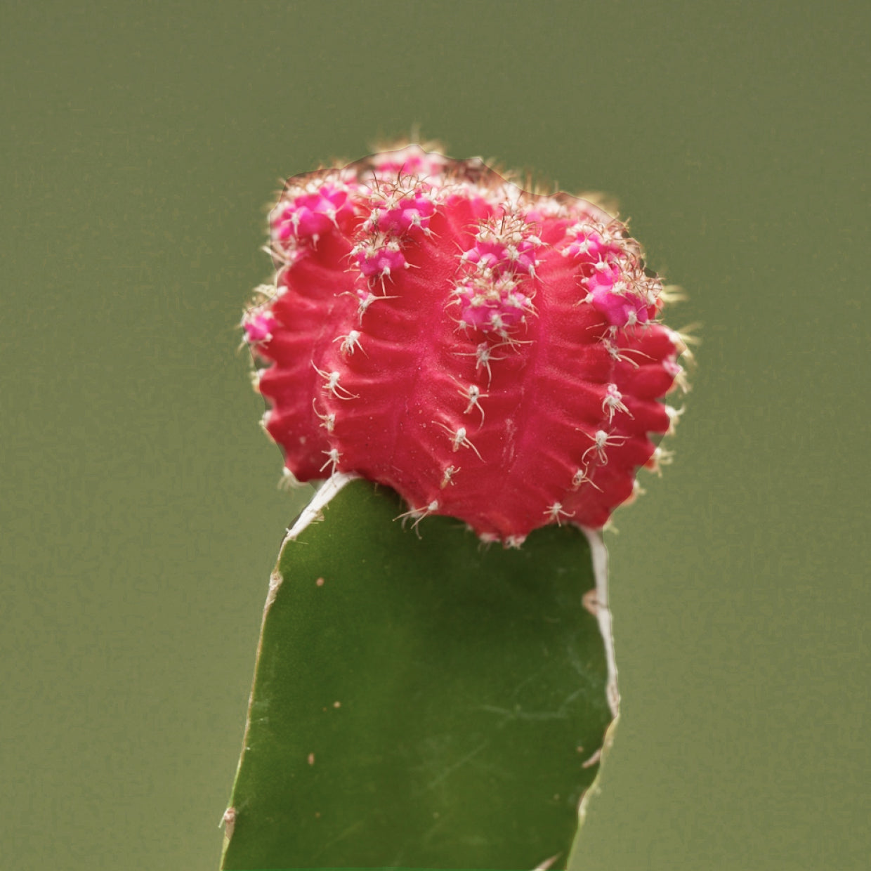 cactus flower