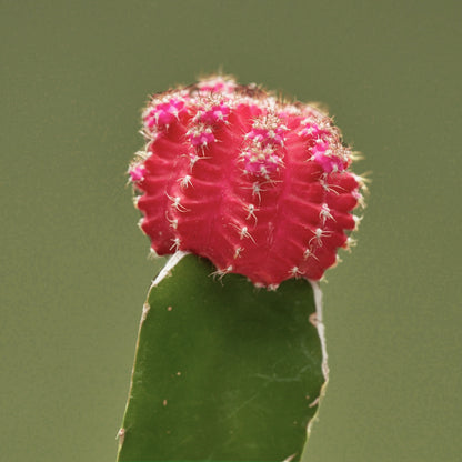 cactus flower