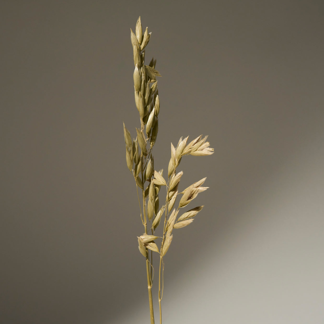 oat