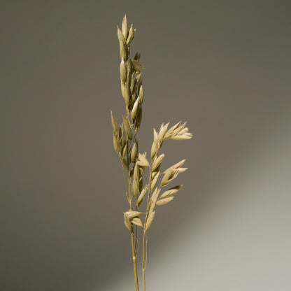 oat